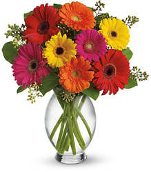 Gerbera Brights from Designs by Dennis, florist in Kingfisher, OK